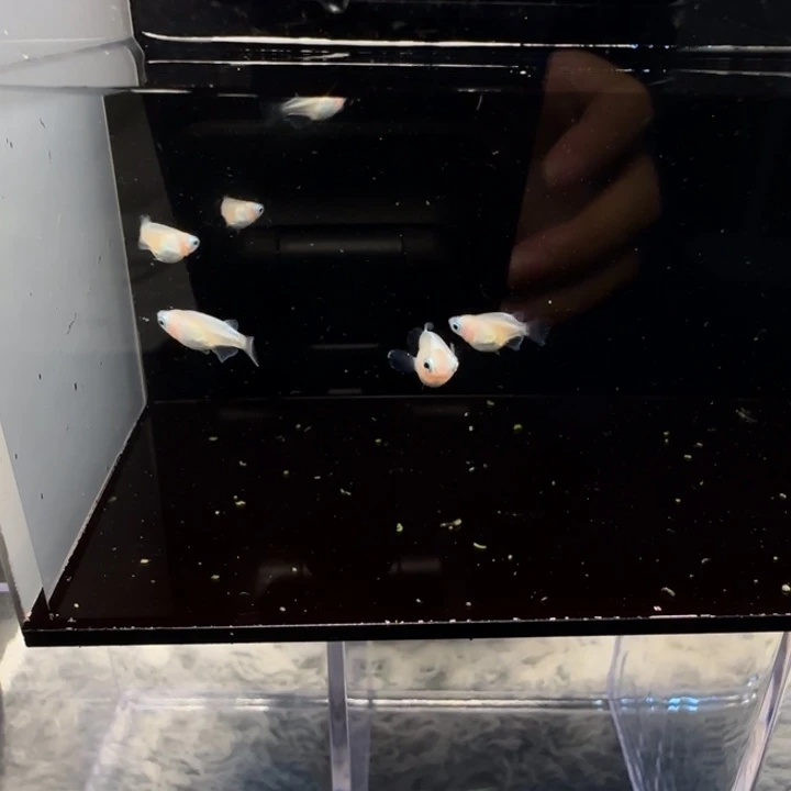 青鳉鱼萤火虫6条有公有母