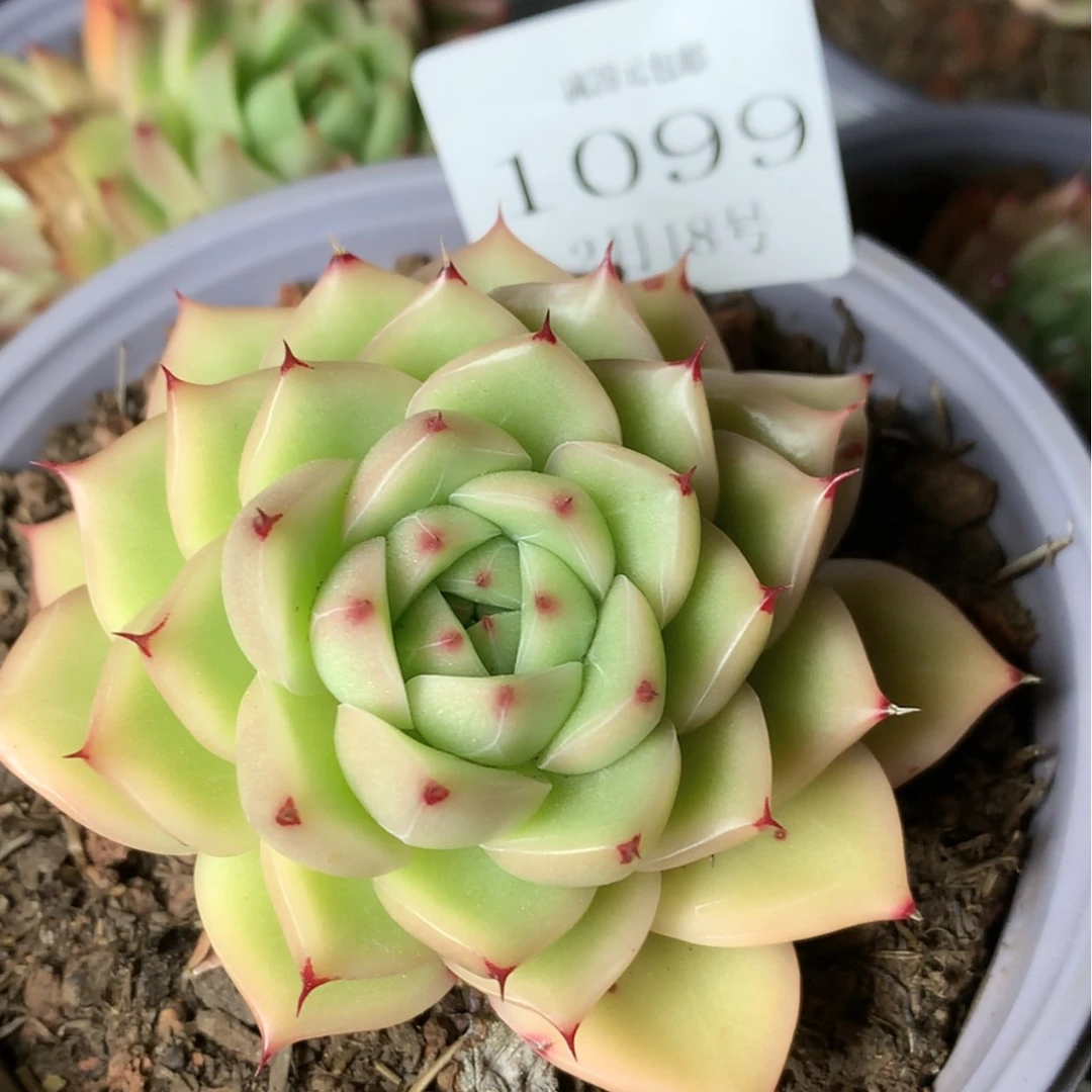 【闪购商品】云1099