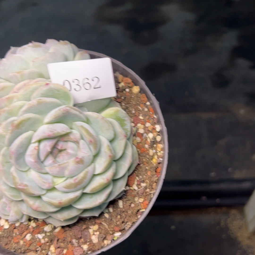 可***头0362肉多饿咯哦多哦