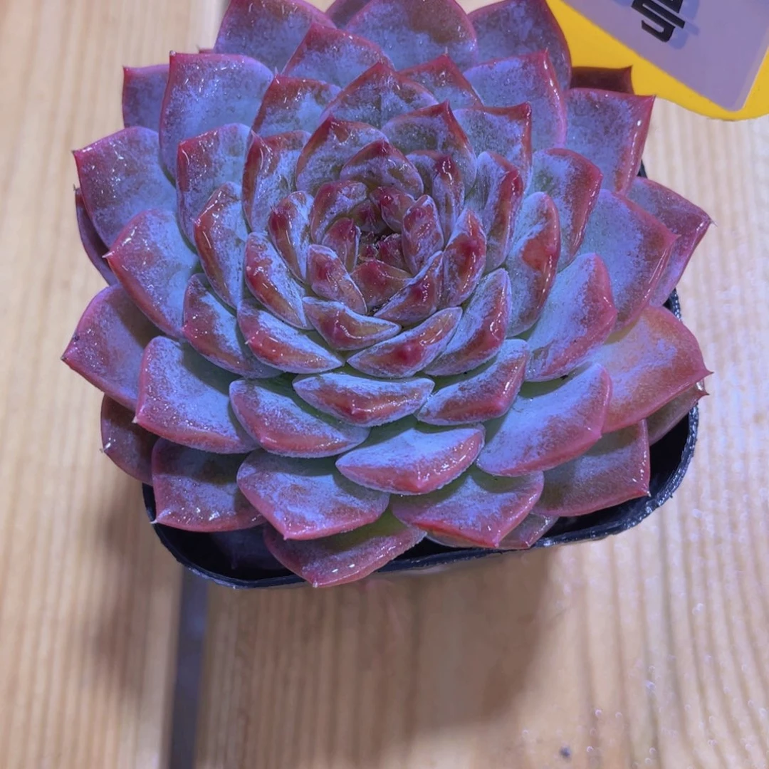 621号 紫透珍妮糖心