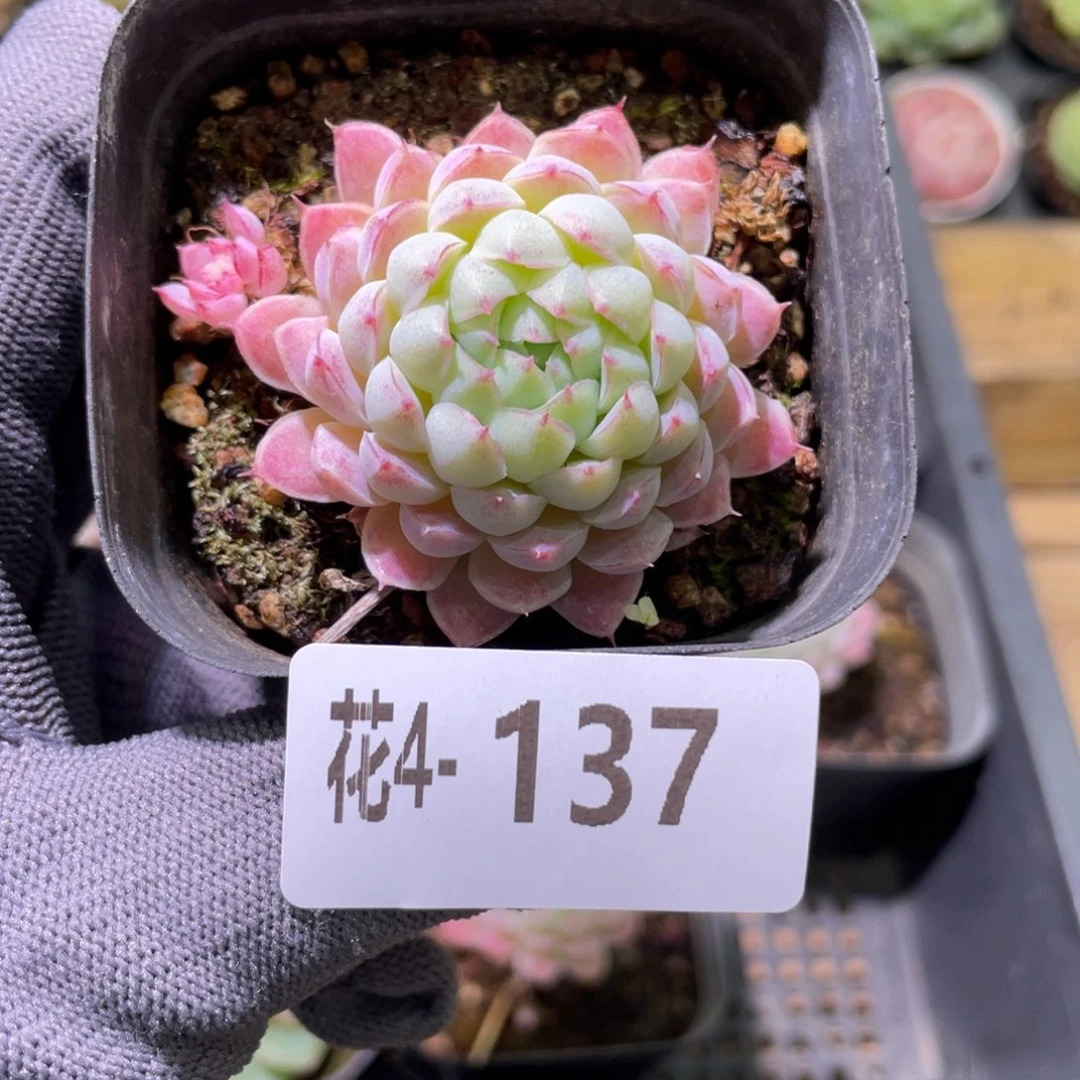 花利美 4-137珍妮