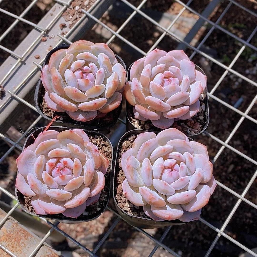 0622- 黑方星星橙单头福利2颗 开播福利