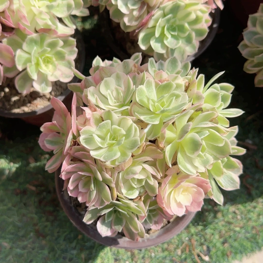 无花朵倾城棒棒糖