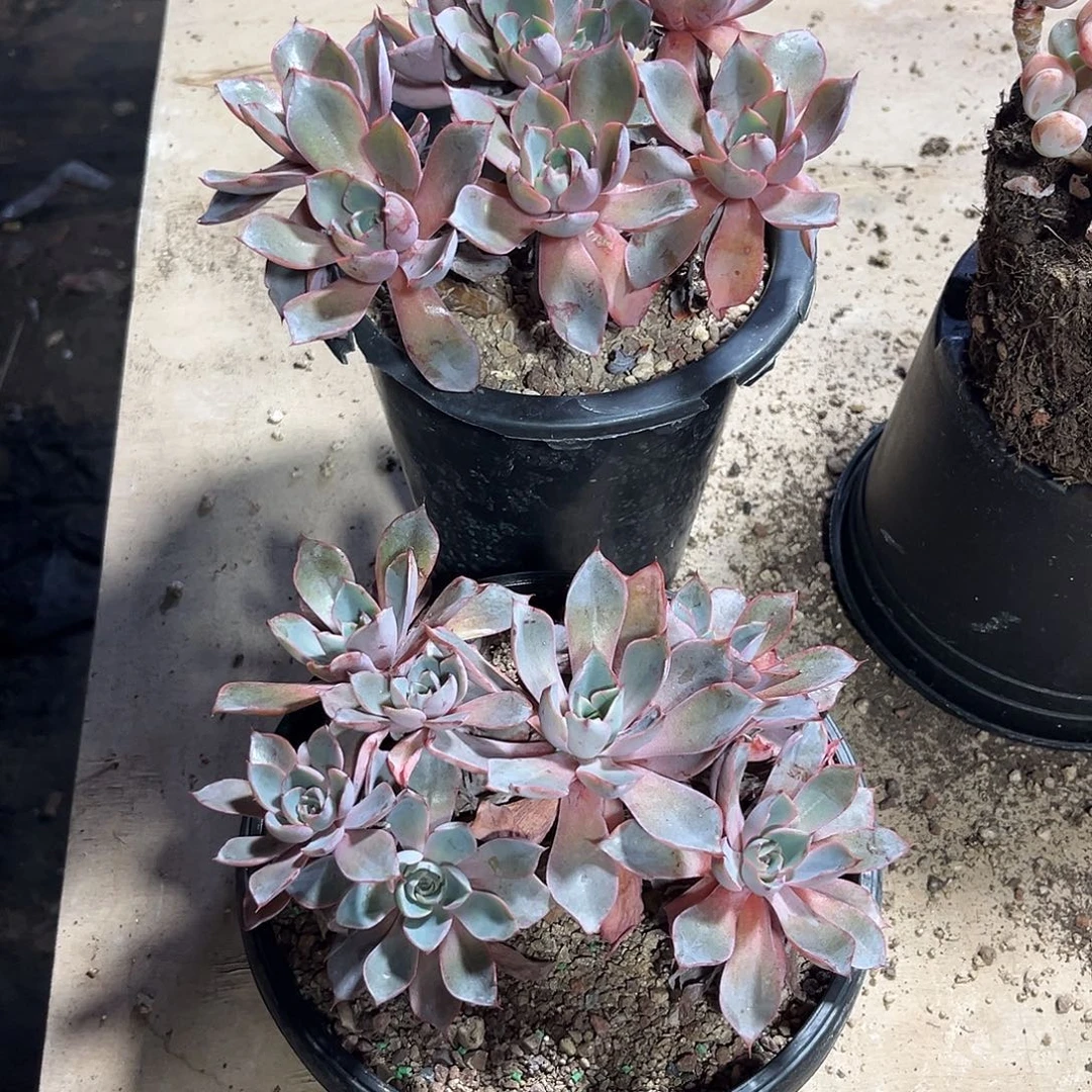 赫拉大正群多肉植物