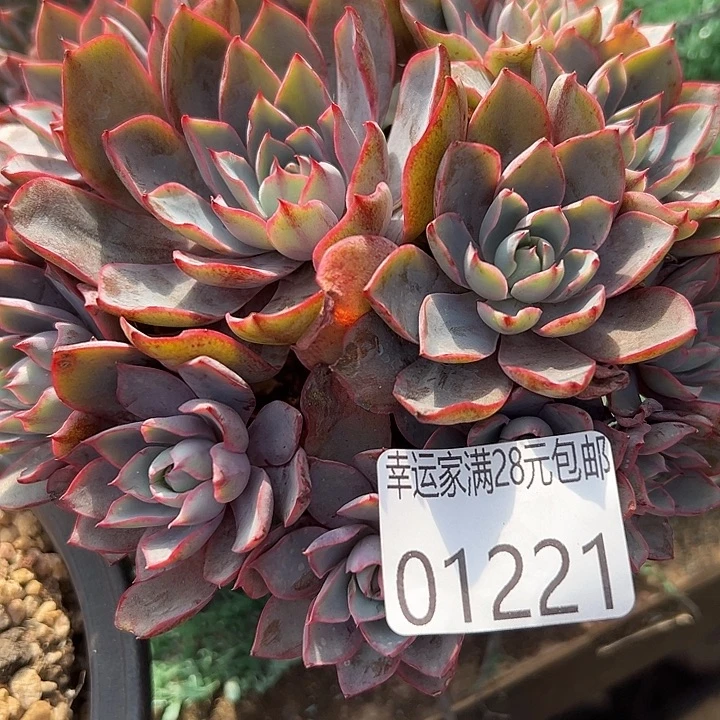 幸运的是我没有在学校的