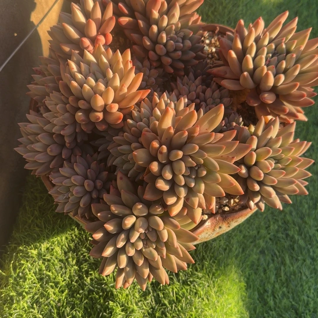 Y***N多肉植物水晶球系列