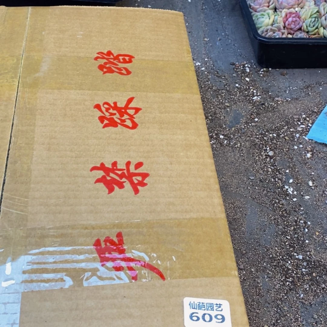 609多肉植物保护研究所所长助理