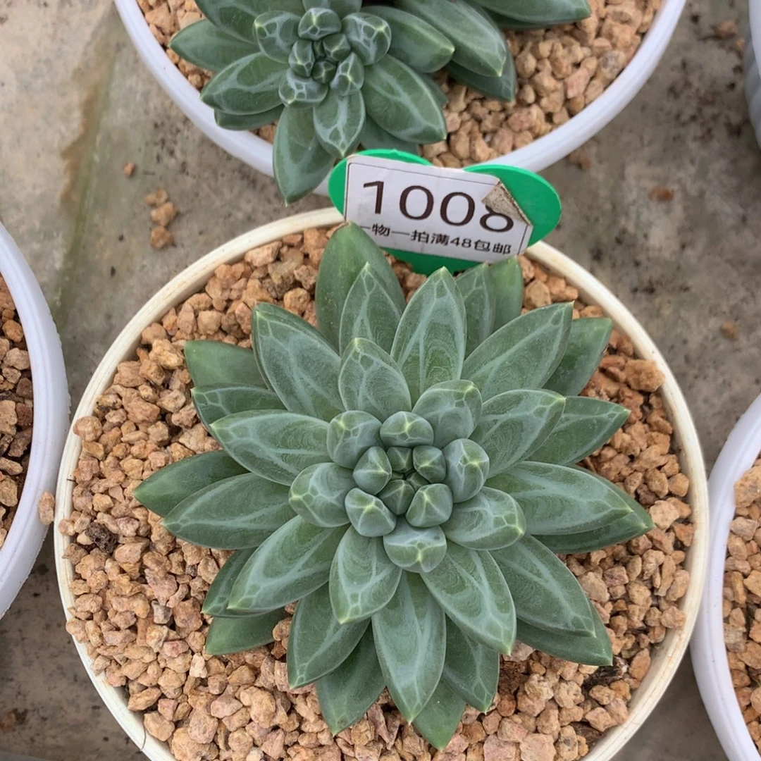 胖体青花瓷单头1008