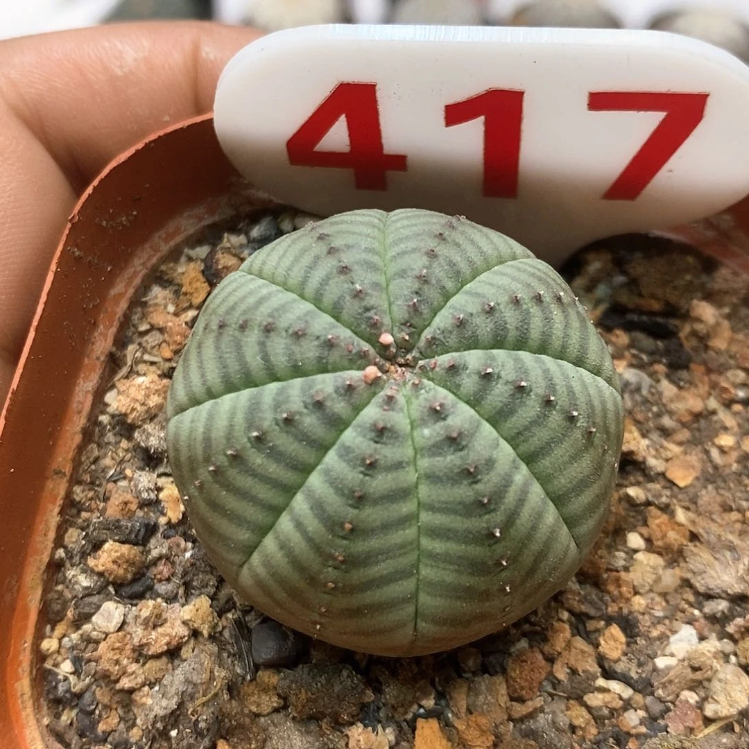 417布纹球实生福利