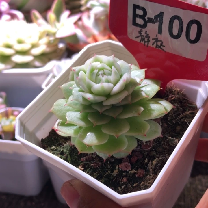 静夜覆轮锦有根有