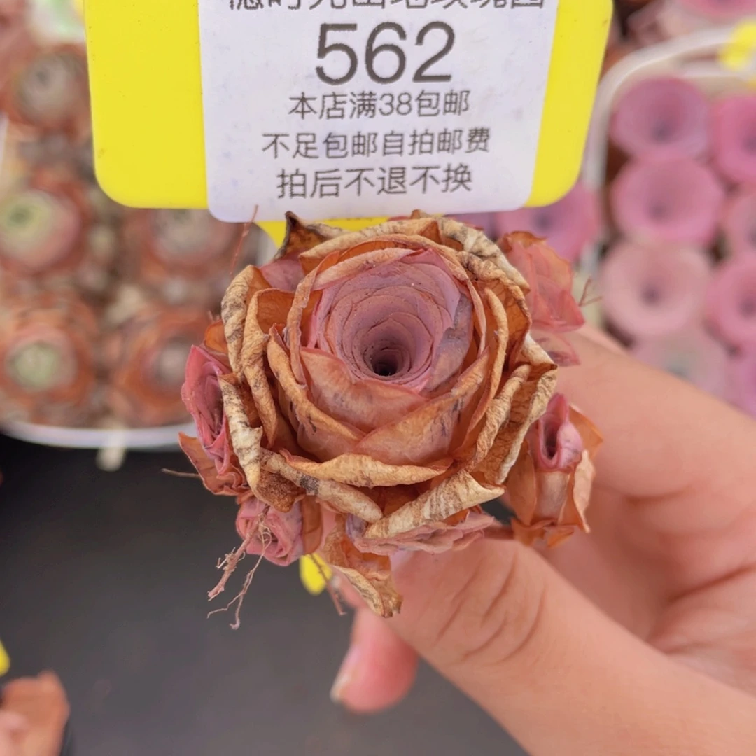 山地玫瑰562满38包邮裸根发货