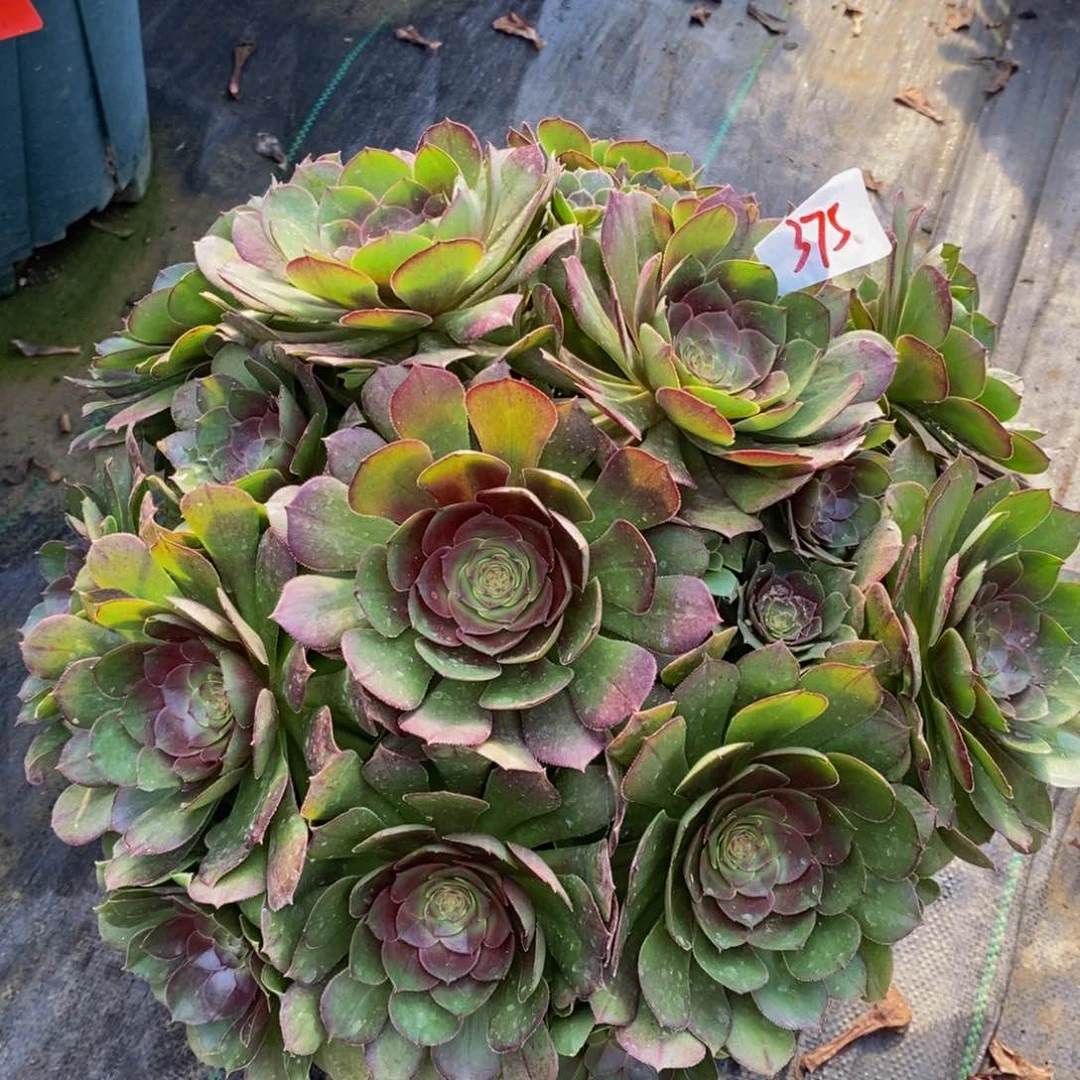 375号糖心大沙拉碗法师多肉