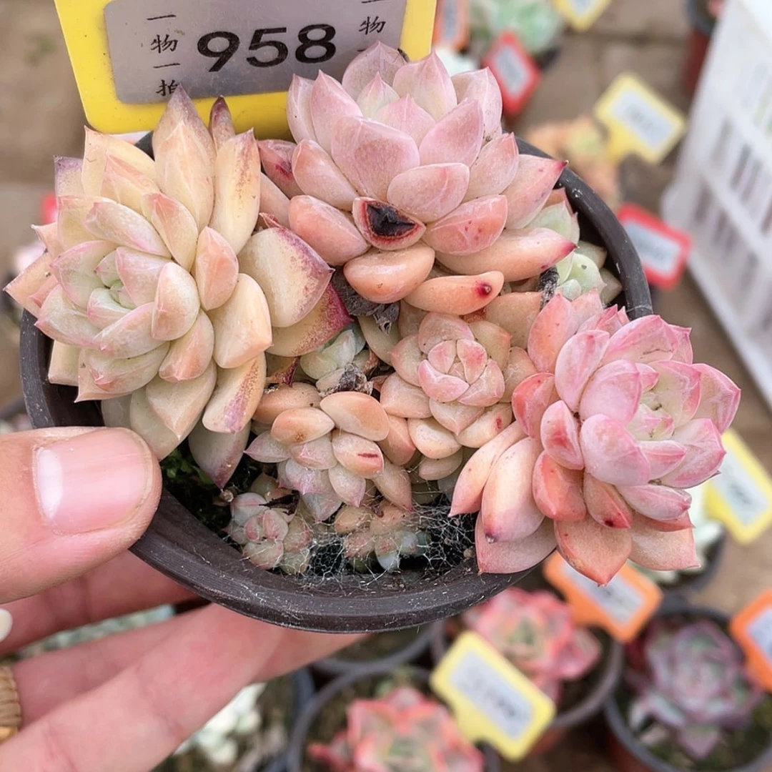 【闪购商品】958散群