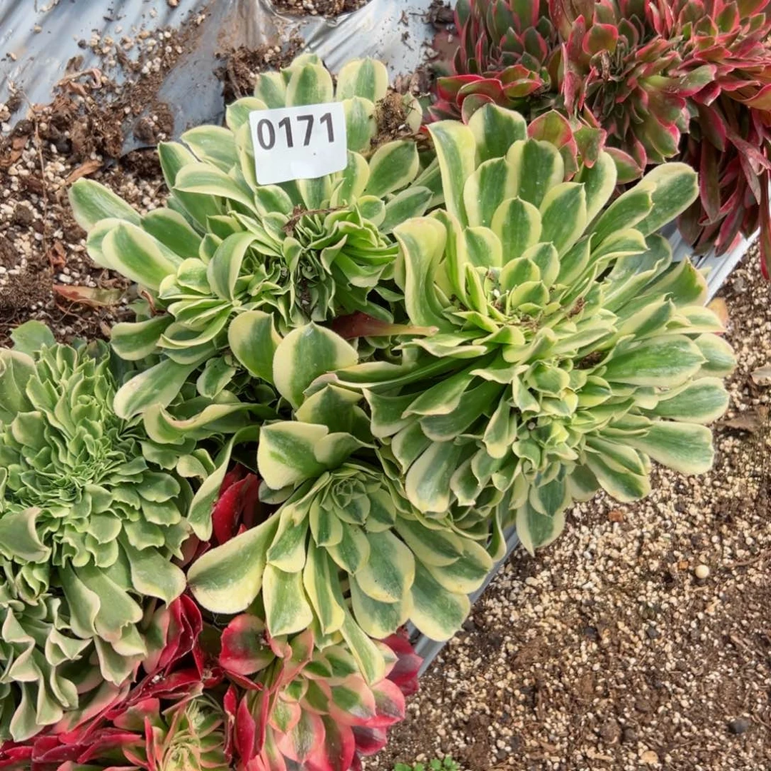 171 号多肉植物法师新号福利