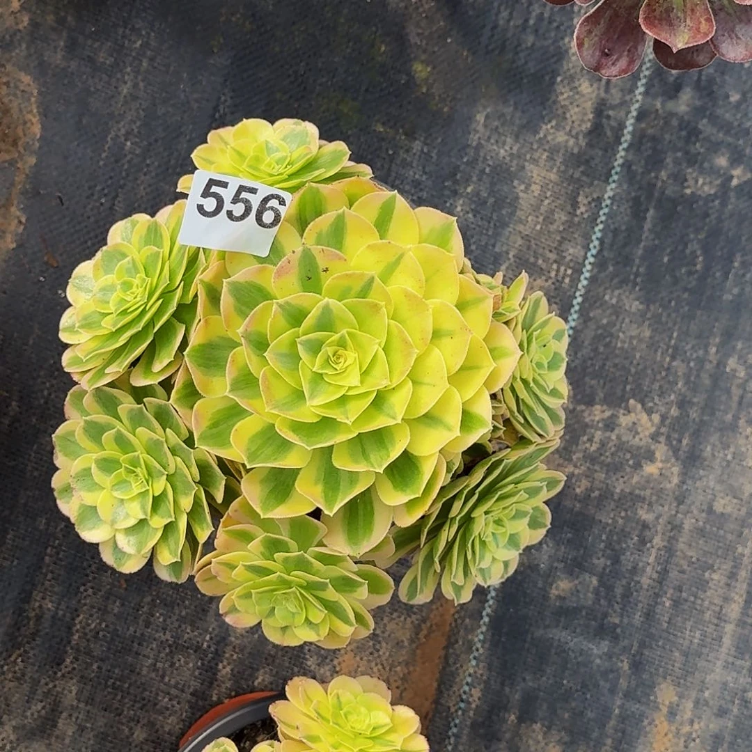 556玉姿法师植物多肉