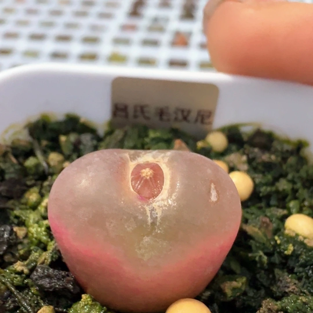 282吕红脱土发货00000