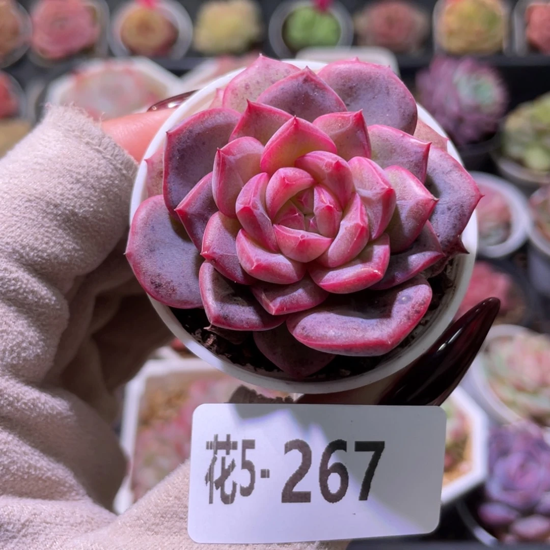 花利美5-267新品单头