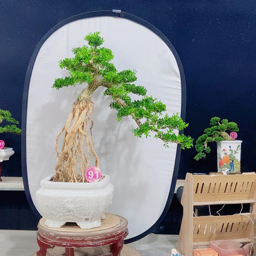 当前无花朵，栽培后可花朵