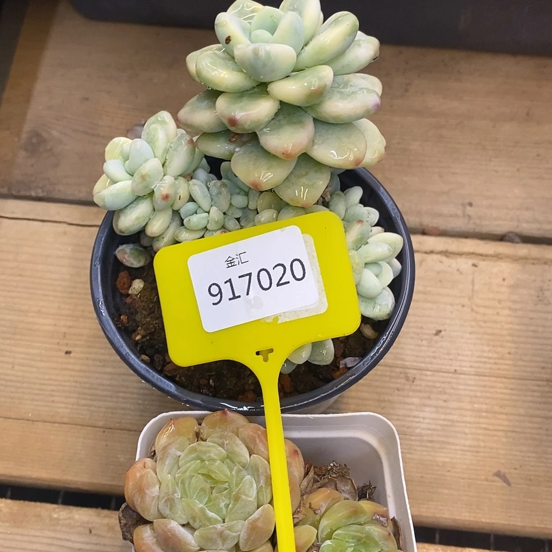 ᴥ****?福利多多。917020