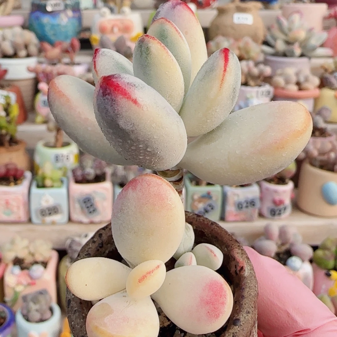 乒乓福娘锦 盆口3.5cm