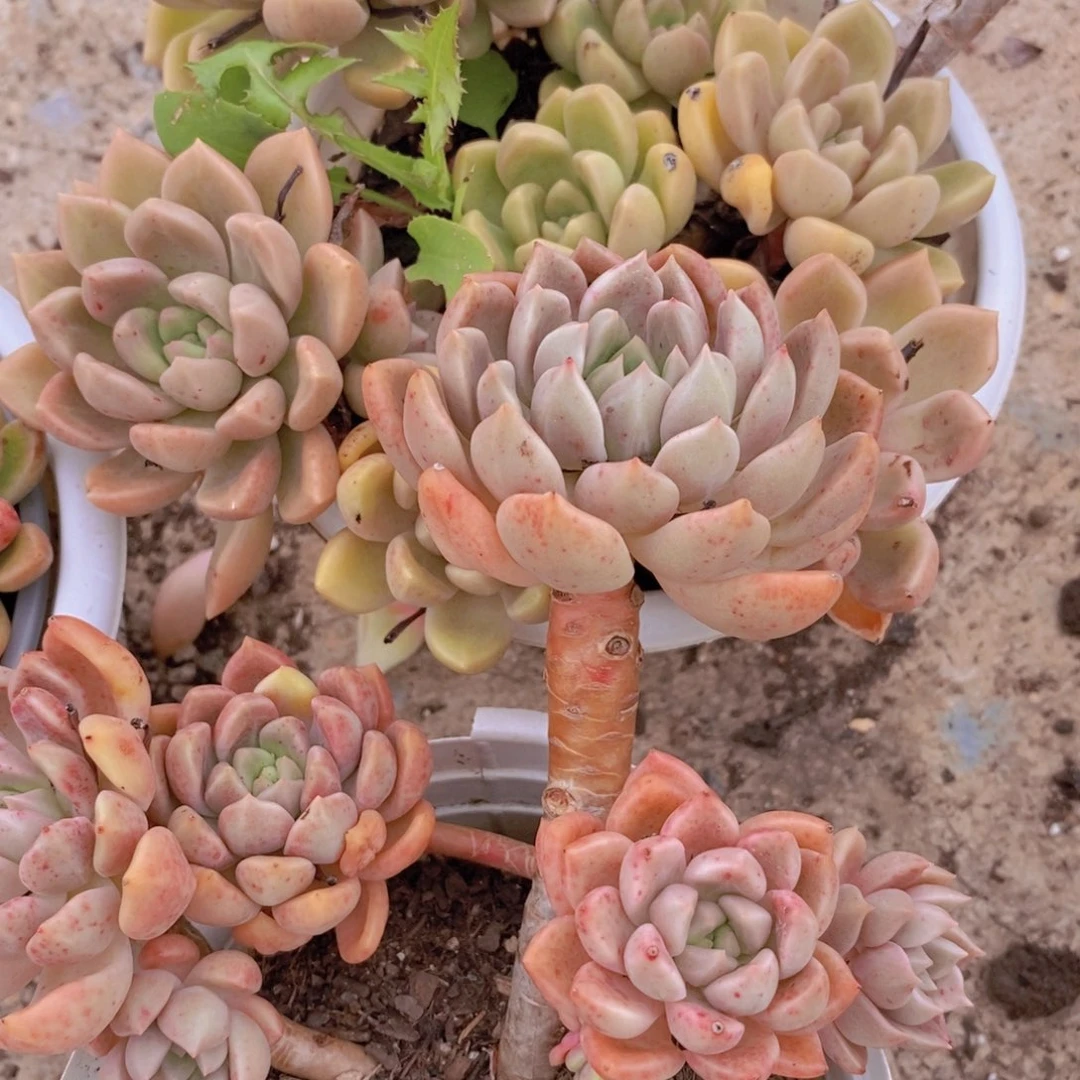 2盆璀璨 多头群生