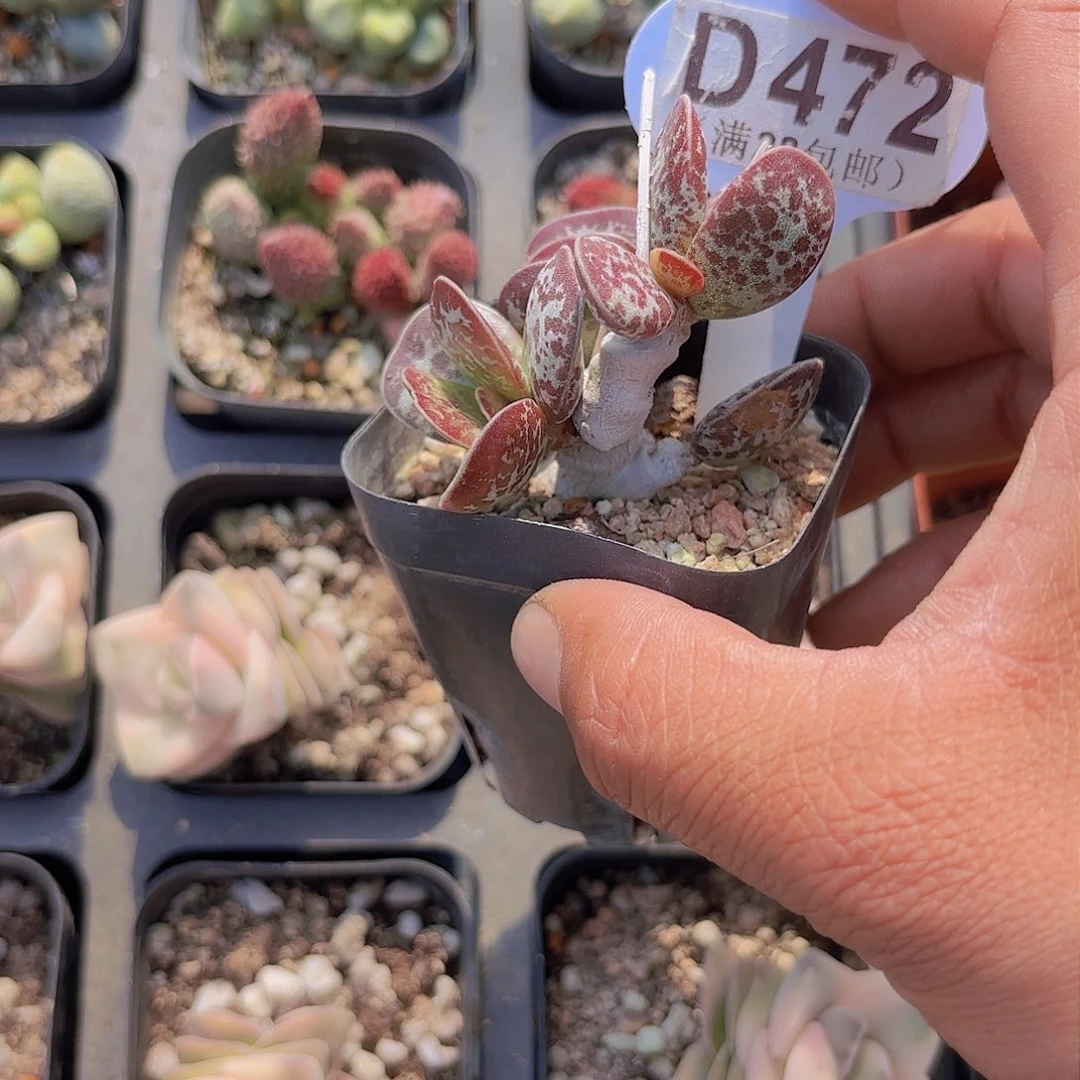 D472水泡一物一拍