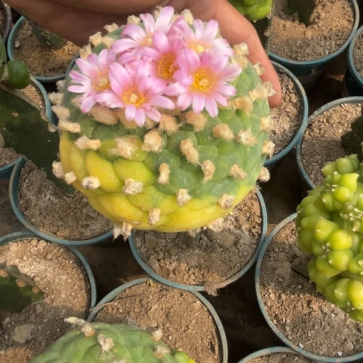 嘟*嘟草球嫁接仙人球考核