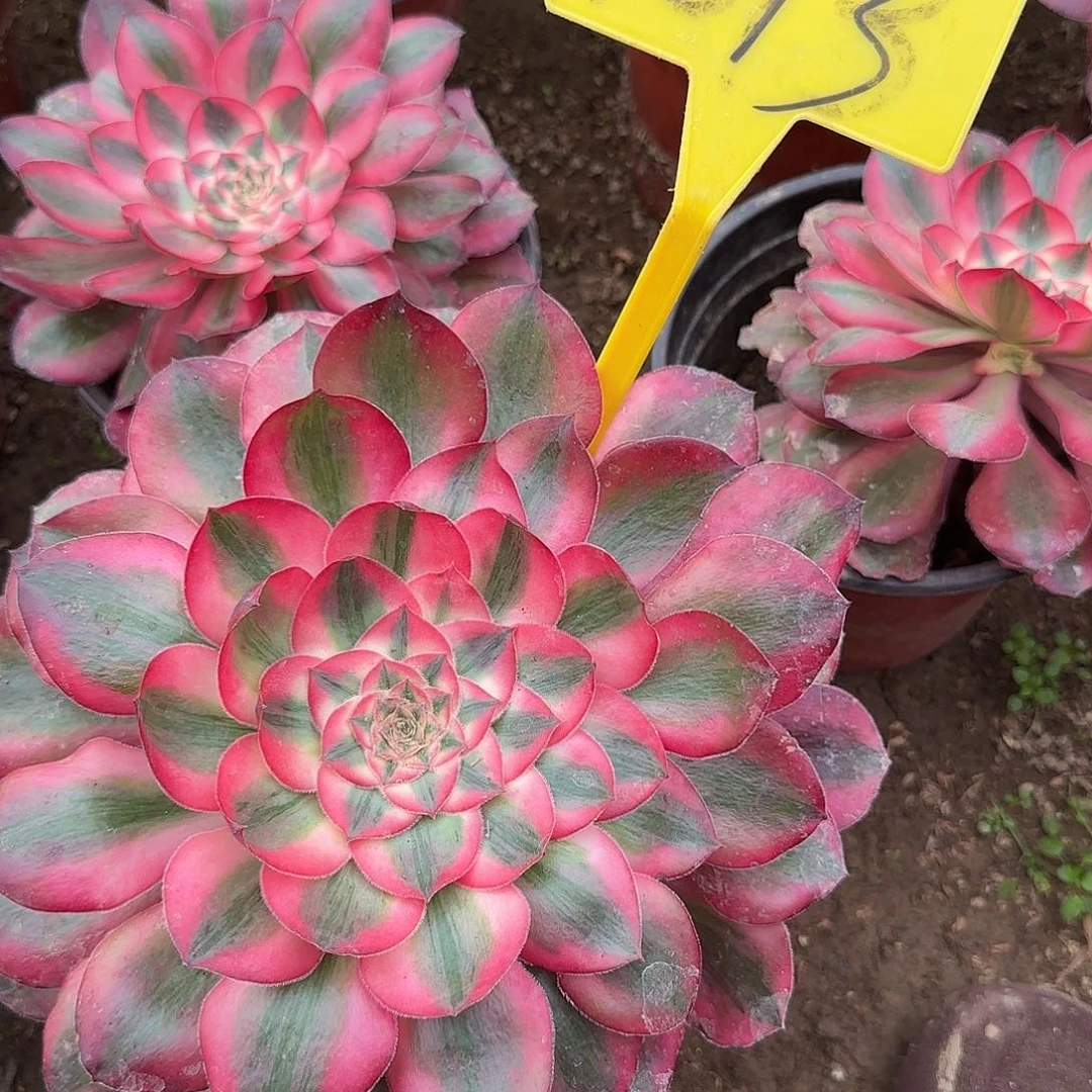 4013---爱丽丝多头