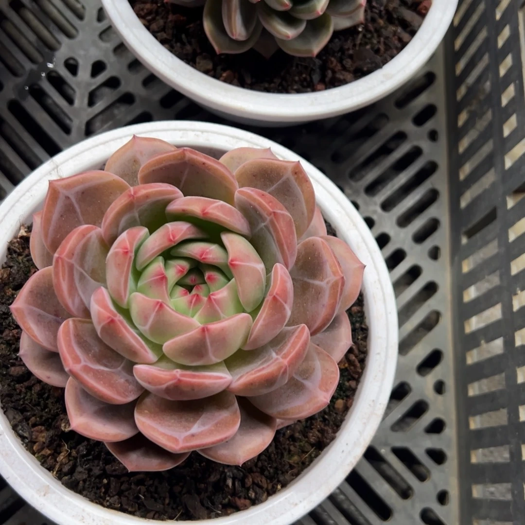 淡***然酒红香槟 夏鸣园艺