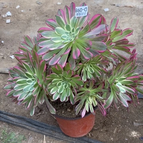 98天河满25包邮多肉