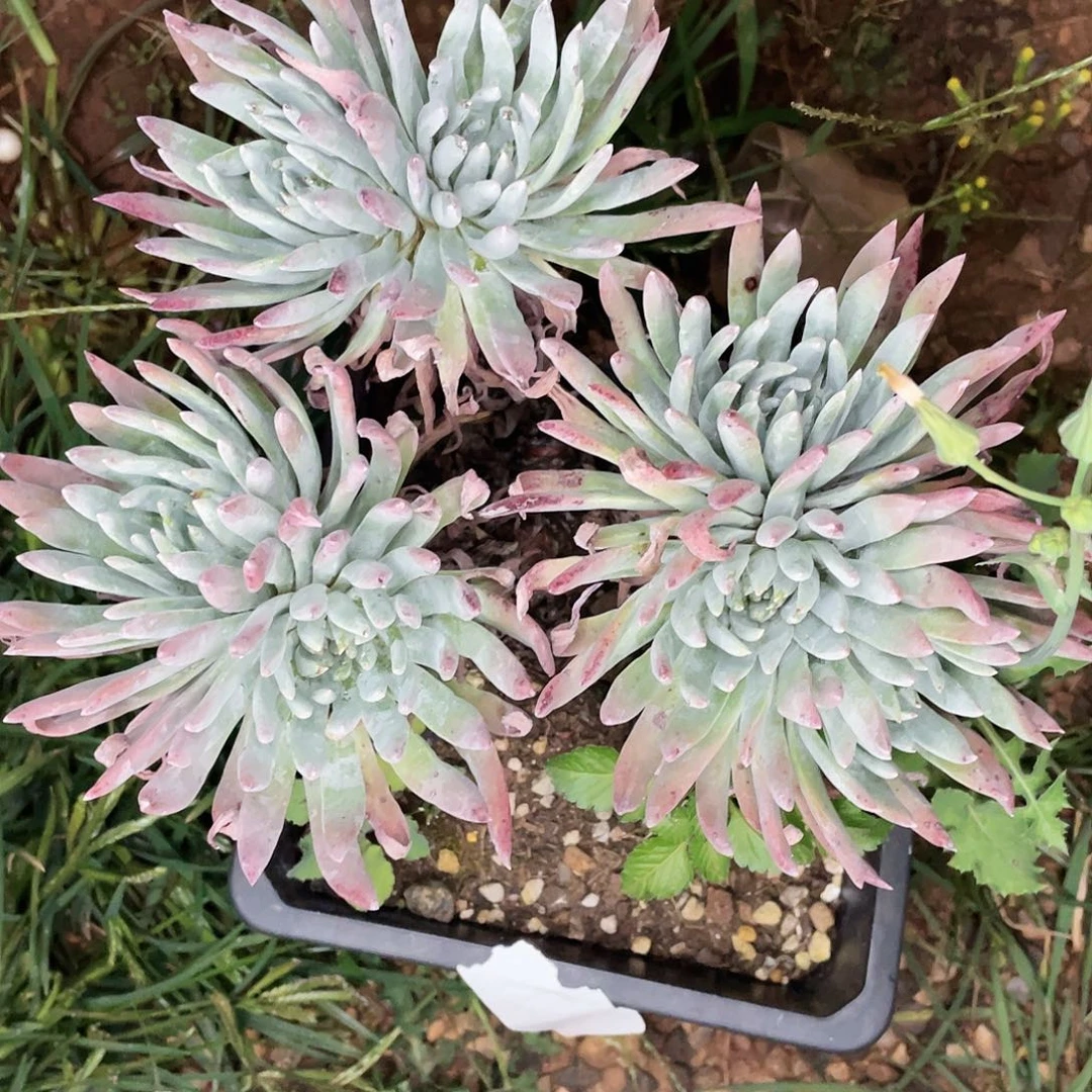 海瑟老桩多头群生