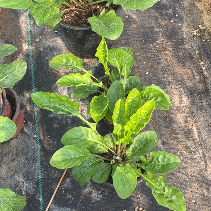 无花朵高杆非洲菊珍珠贝贝两棵