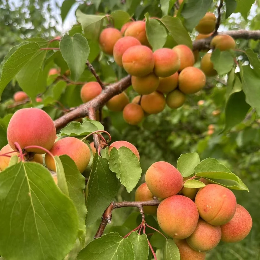 新疆正宗吊干杏 优选 4斤新鲜时令水果当季现摘水果杏子