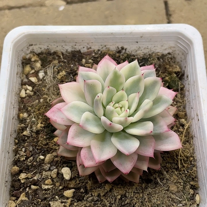 绿爪锦一物一拍锦龙