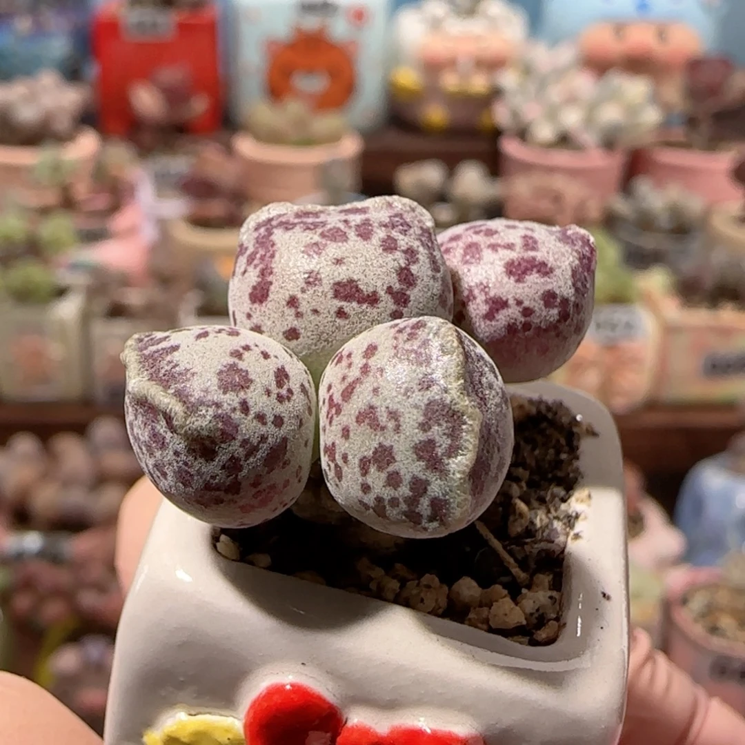 小***三可爱小猫耳 盆口2cm