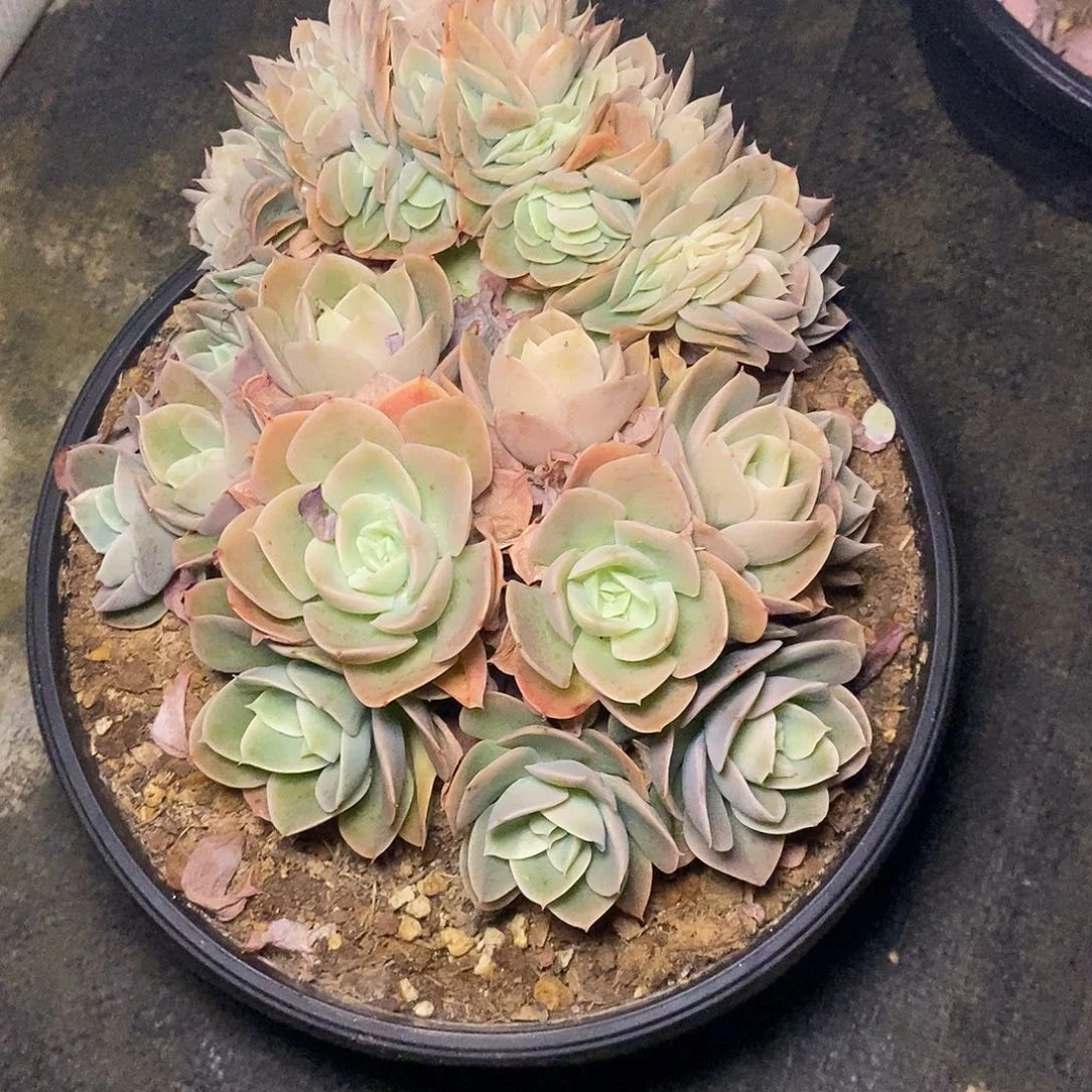 A**牛一物一拍，星雅塔缀