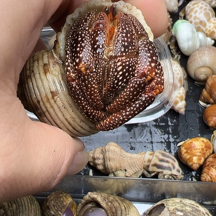 3口黑莓1只包活不包全品