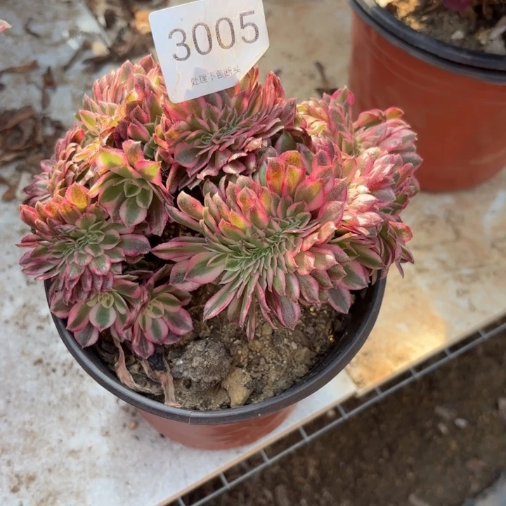 荔枝坠多肉处理不包断头3005