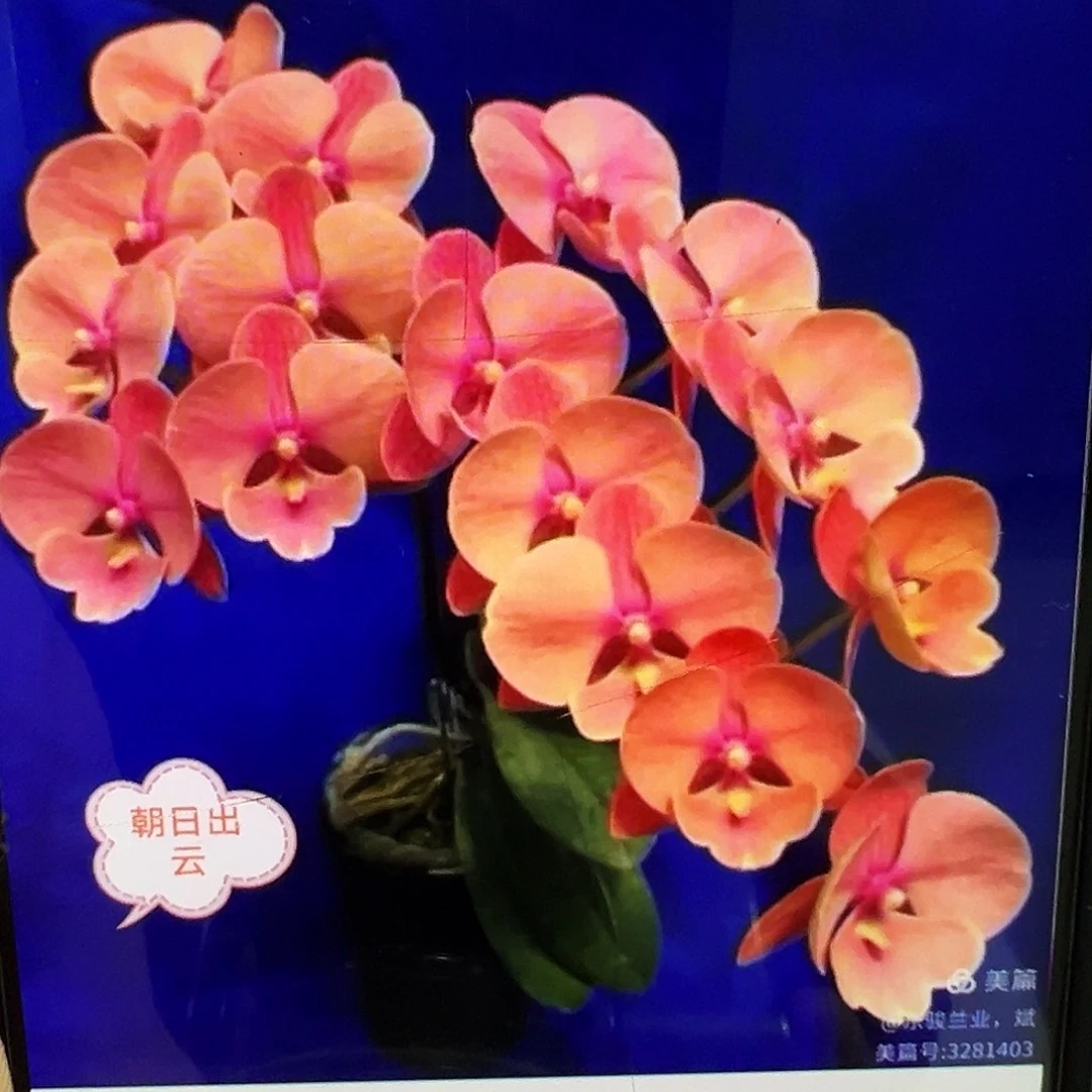 当前无花栽培后可以开花朝日出云浮力请凑单一颗不发货