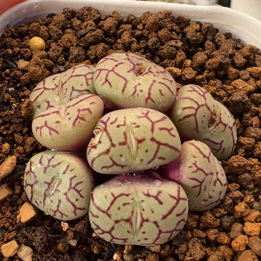 115多肉植物百科