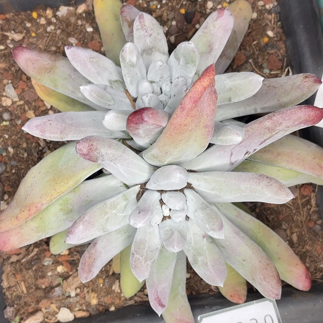 拇指多头老桩10320