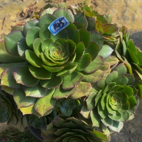 万圣节多肉植物145多肉