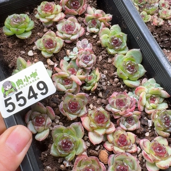 泡***x多肉植物多肉植物