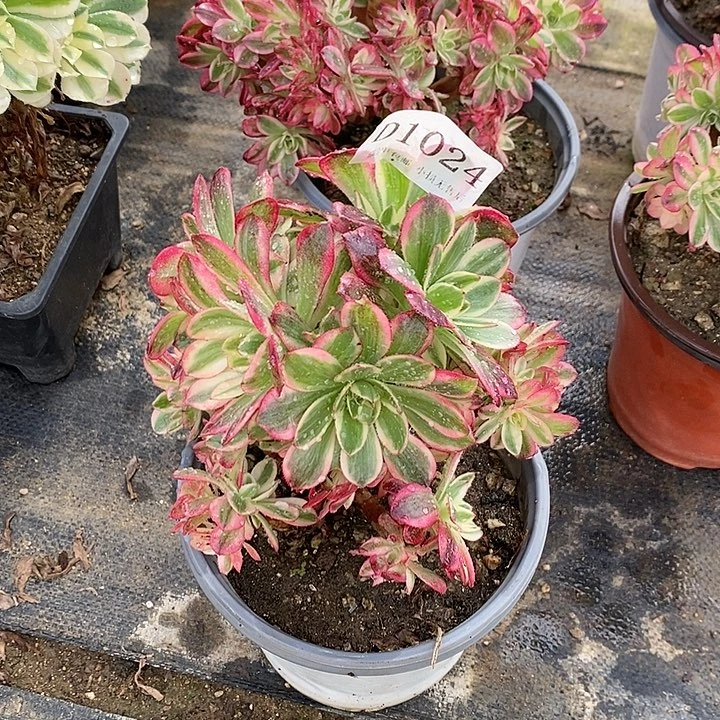 1024云荷多肉母本无售后