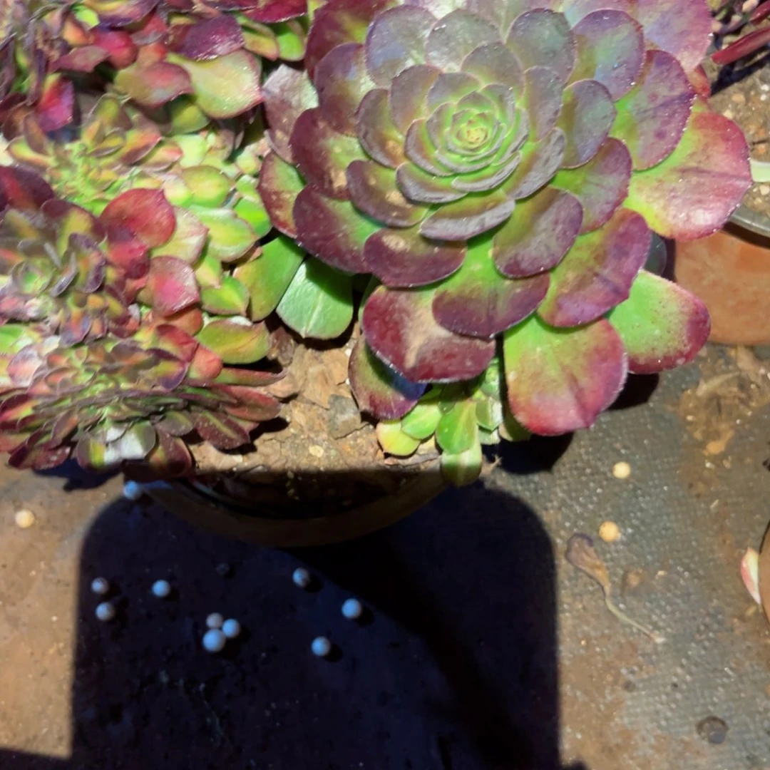 308 号多肉植物福利