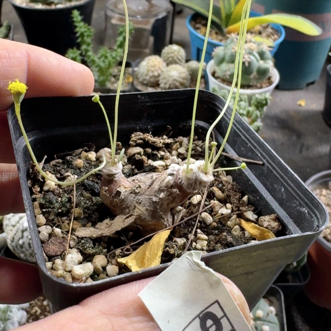 926派马厚敦菊带盆发货