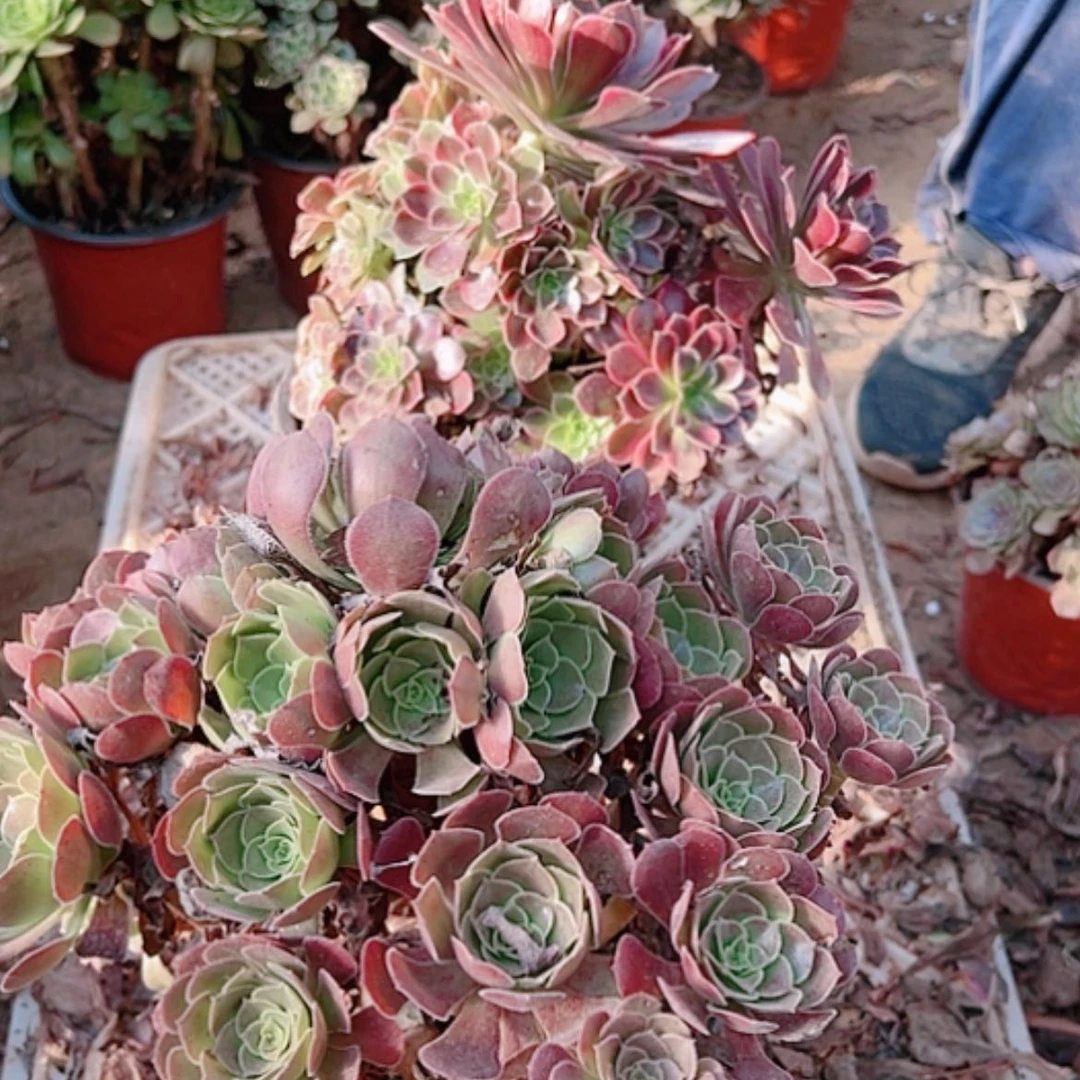 【闪购商品】无花朵?****36号套餐2颗断枝不包