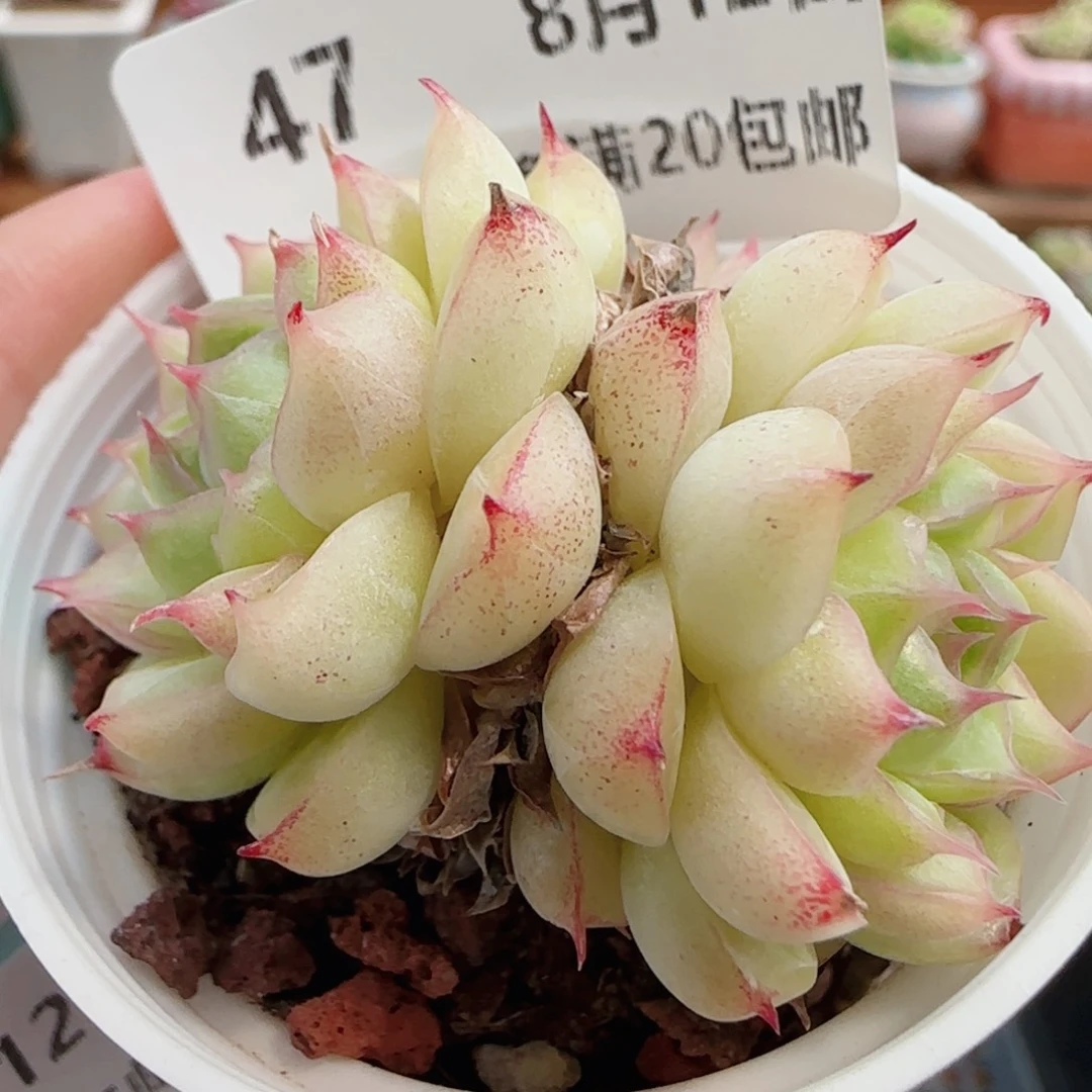 花语逸镜0812-47散