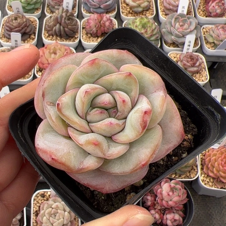 仙*贝418 多肉植物组合
