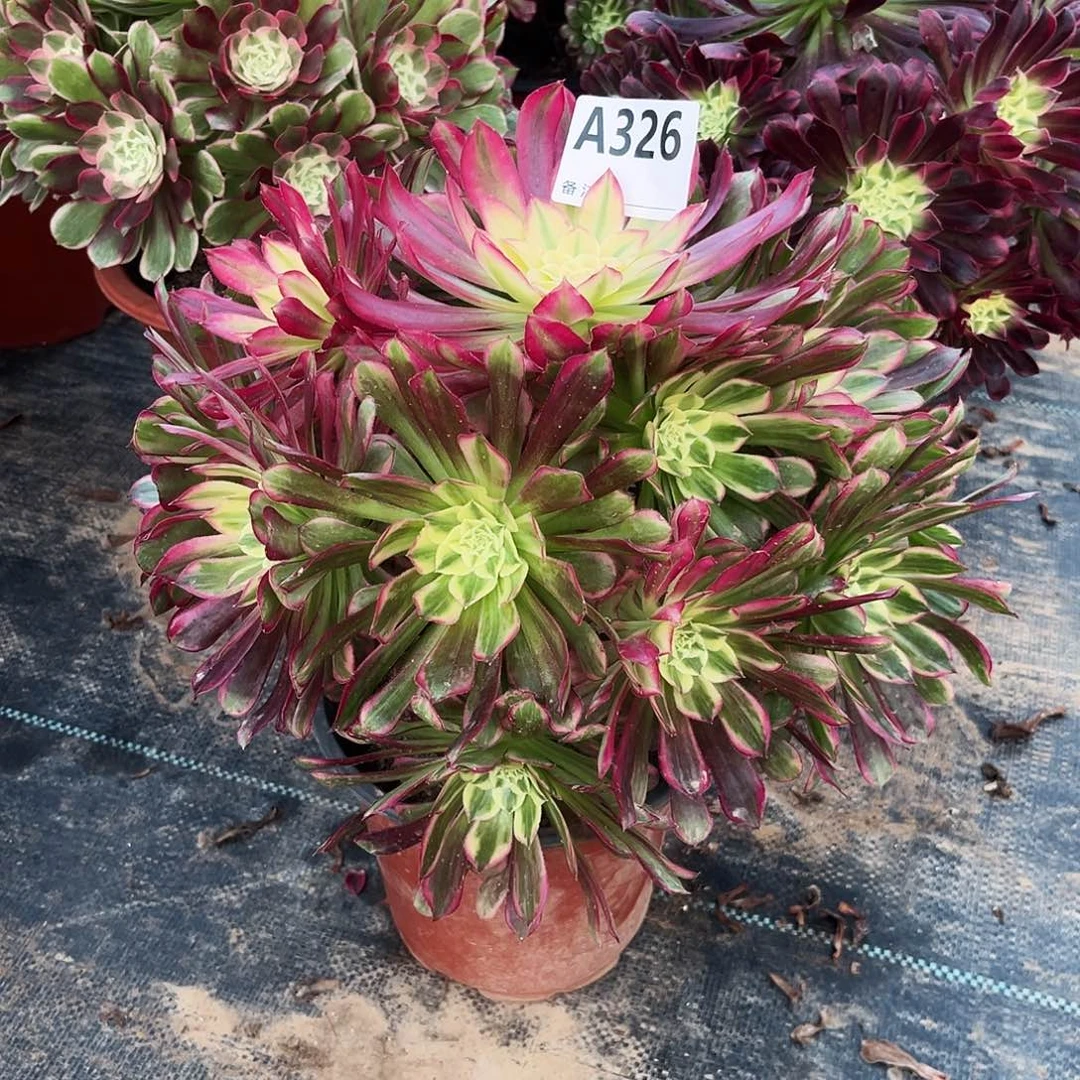 多肉植物天合326多肉